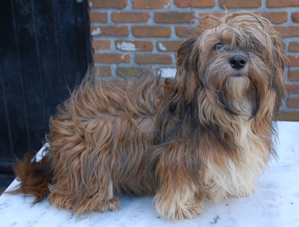 Havanese colors: red, brindle and sable irish pied havanese | RED SABLE PAR...