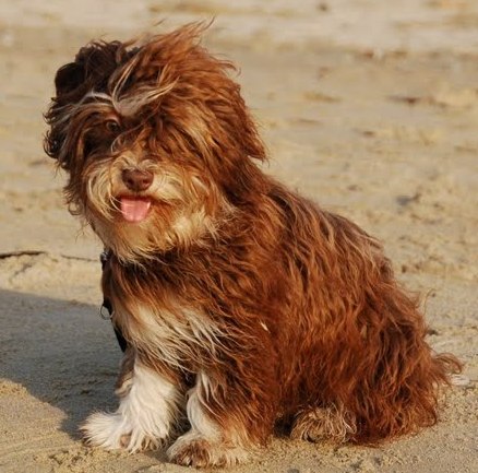 MystykalSky's Havanese