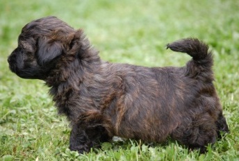 brindle havanese