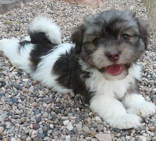 Nevena's Havanese