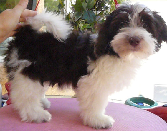 Nevena's Havanese