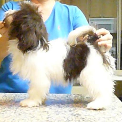 Nevena's Havanese