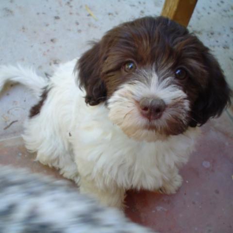 Nevena's Havanese