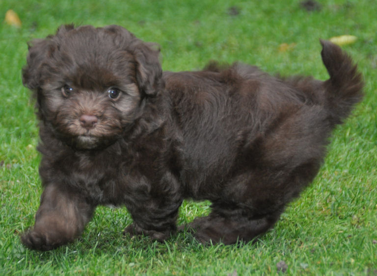 chocolate havanese