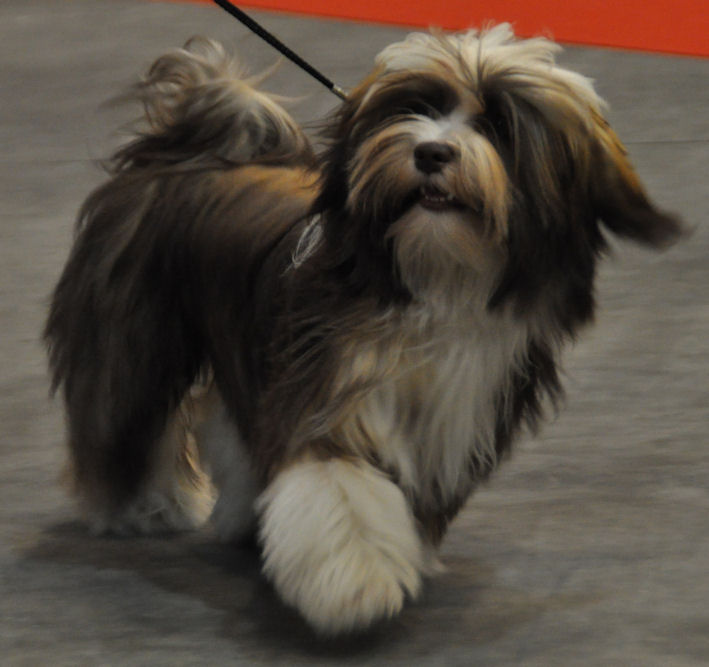 havanese fur