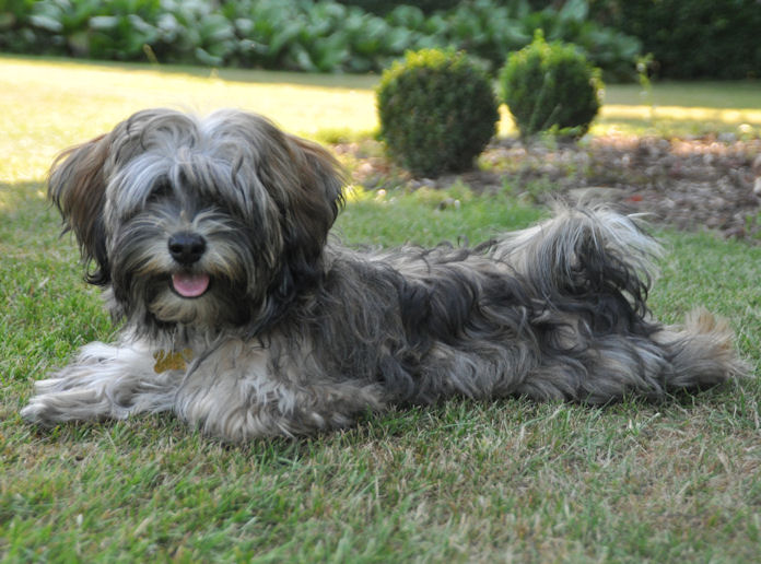 red brindle havanese