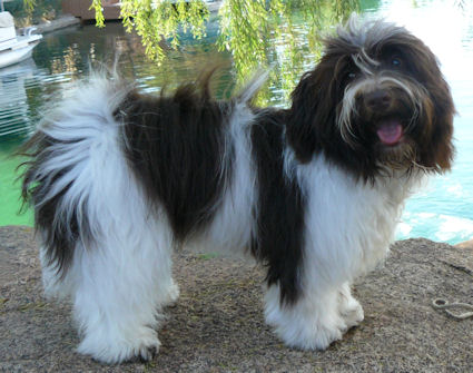 Nevena's Havanese