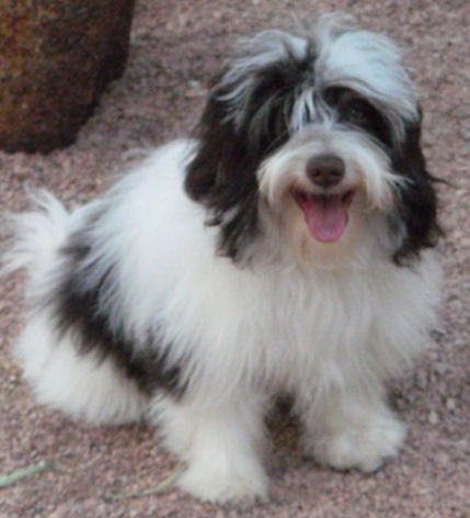 Nevena's Havanese