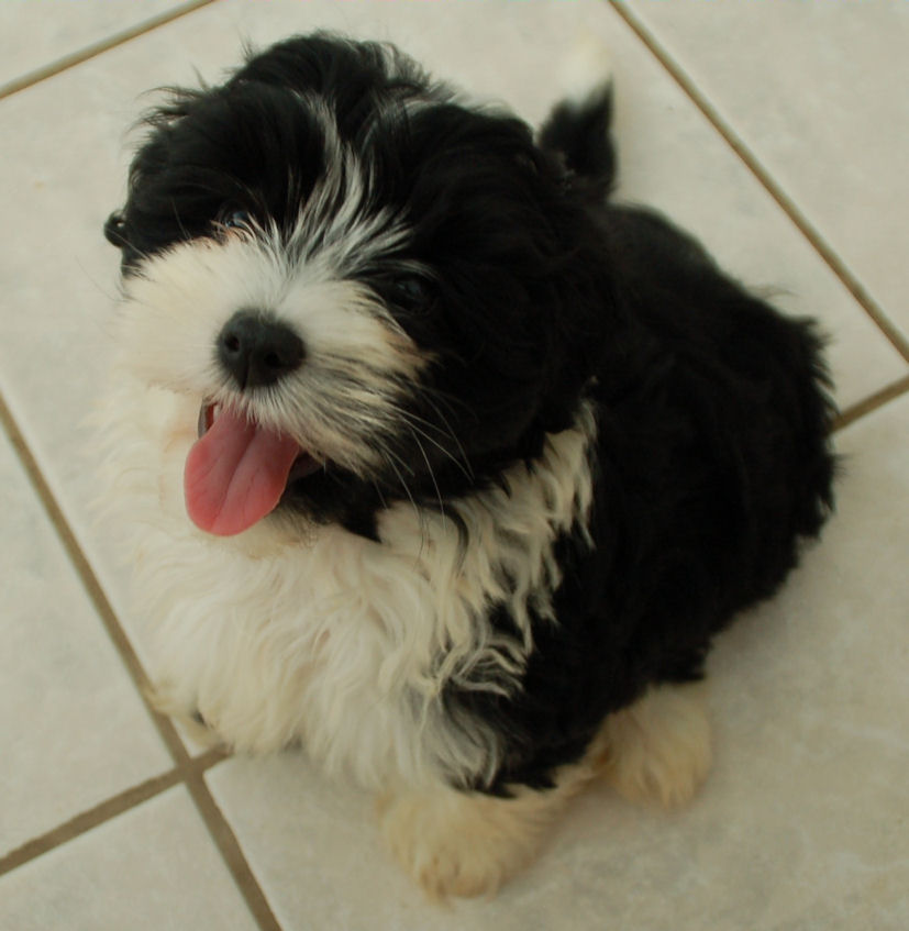 MystykalSky's Havanese - owned by Nathalie Tremblay