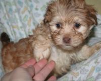 MystykalSky's Havanese - photo Nathalie Tremblay