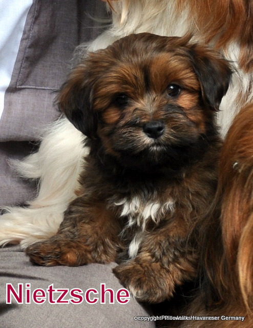 red brindle havanese