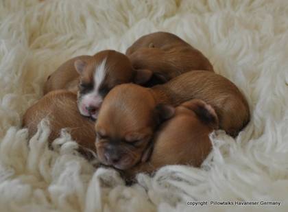 Pillowtalks Havanese puppies - photo Monika Moser