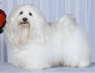 Voila Clean Sweep - owned by Ashstone Havanese Canada