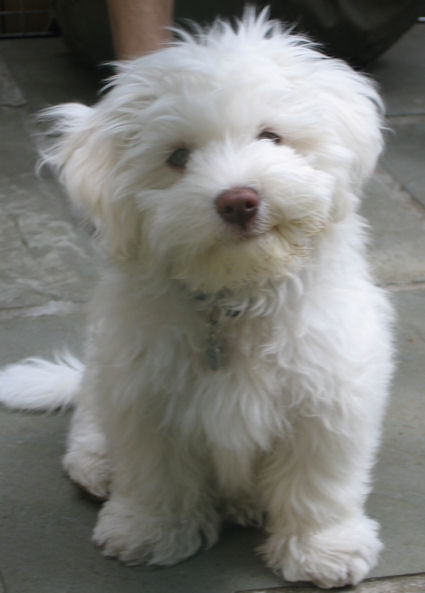 white havanese puppies