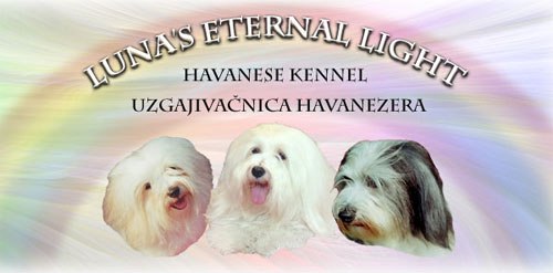 Luna's Eternal Light Havanese