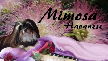 Mimosa Havanese