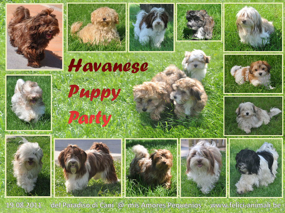 Havanese Puppy Party (Chocolate & Red)