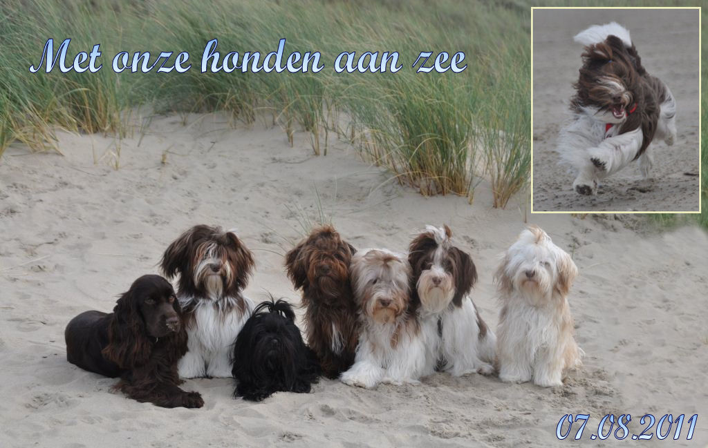 Havanezers aan zee