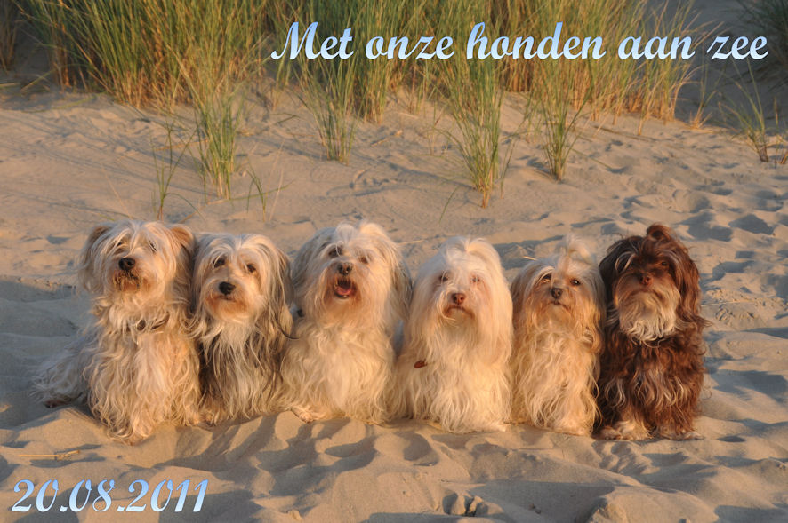 Havanezers aan zee