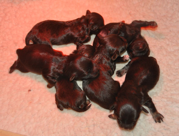 Pups van Pepita geboren op 13 juli 2012