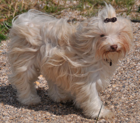 Massivus Angel's Havanese