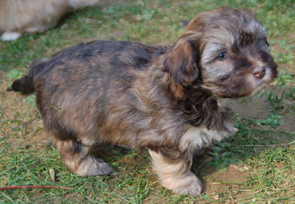 Bichons Havanais de la Valle du Rve