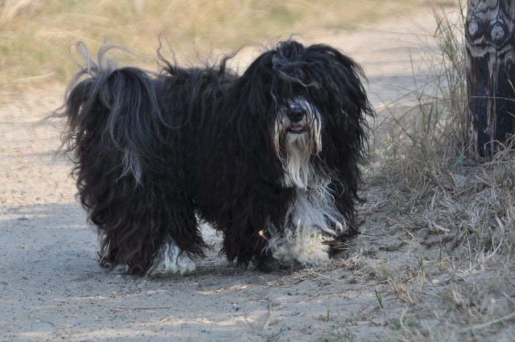 Mac Kenzie La Cuba Cao - owned by Marja de Visser - photo Kristine