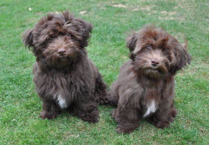 Tearaway's Havanese - photo Kristine