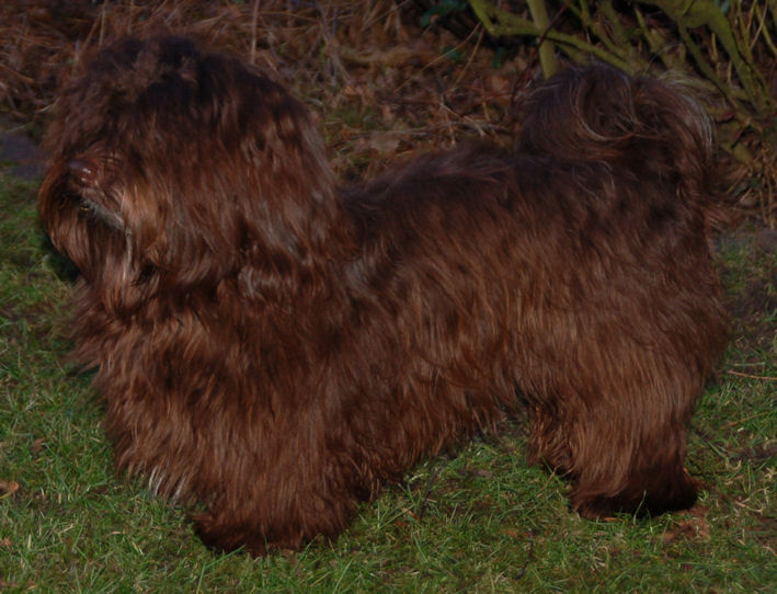 Carita's Havanese