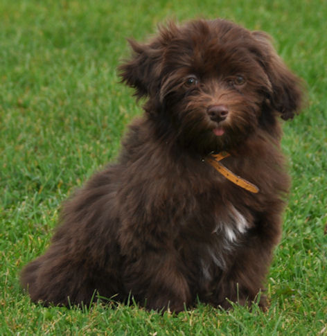 Tearaway's Havanese