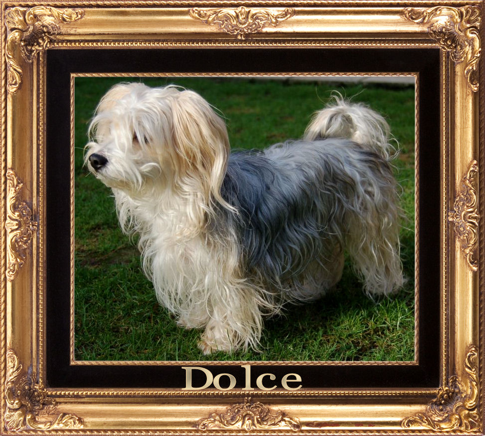 Dolce