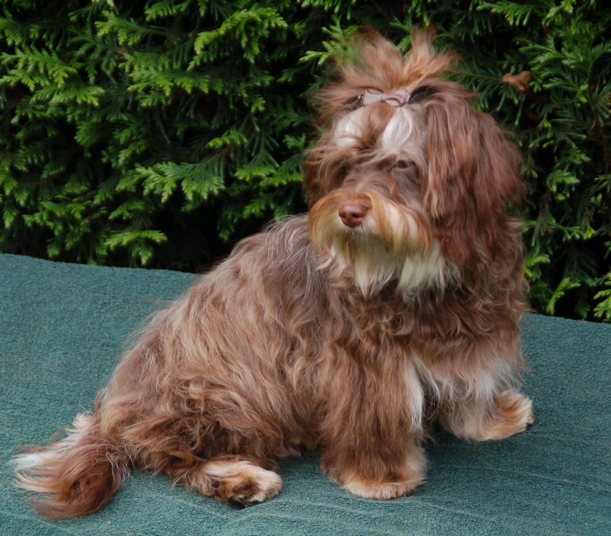 MystykalSky's Havanese