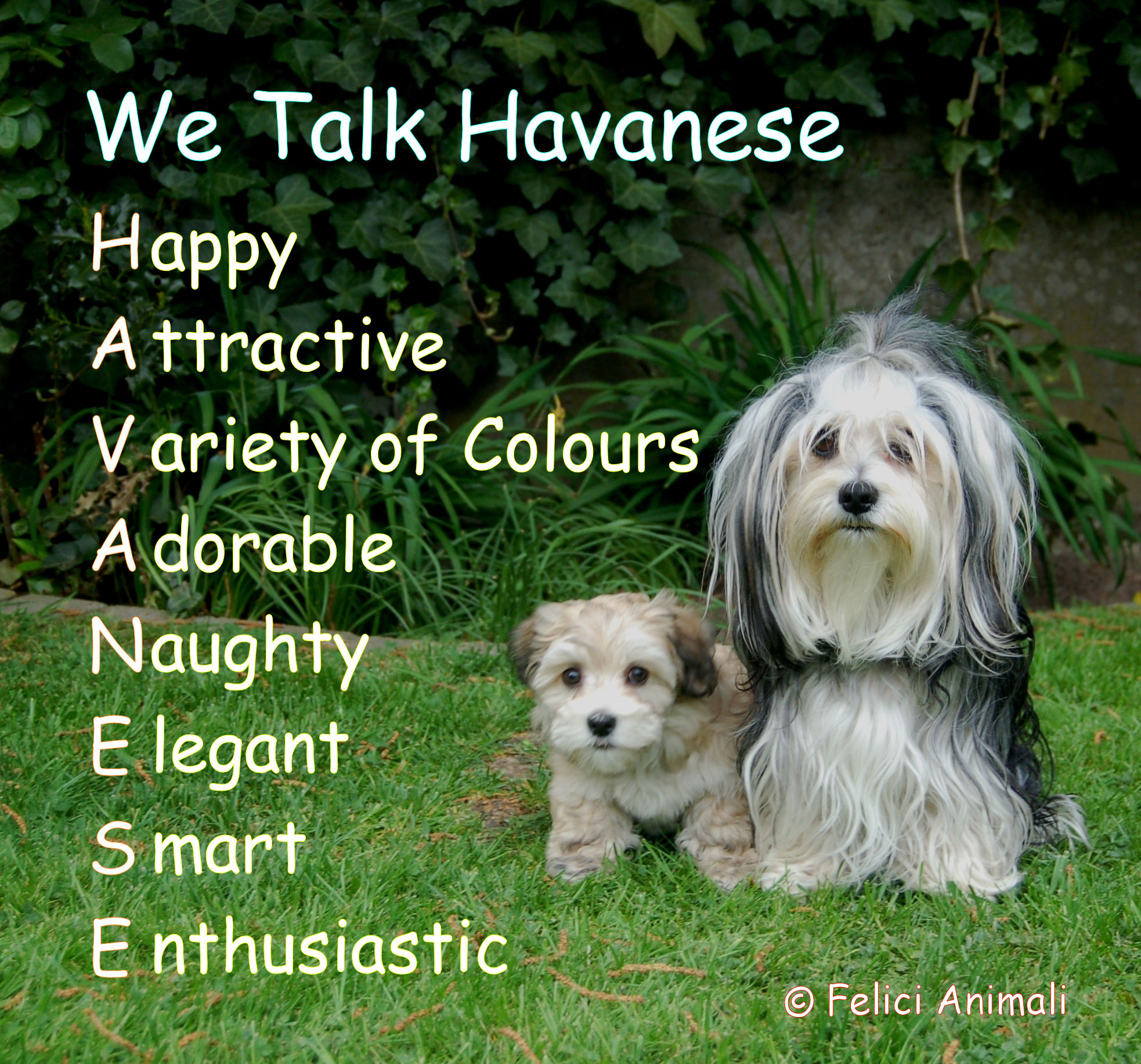 We Talk Havanese