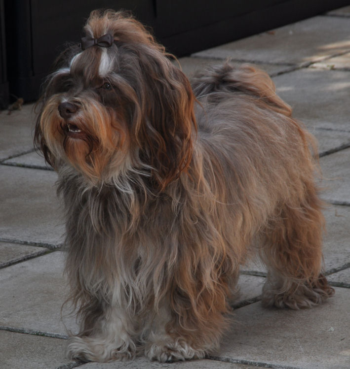 MystykalSky's Havanese