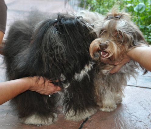 Kenzie & Havana