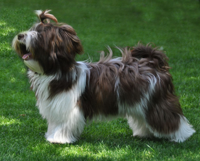 Jolie Dafne del Paradiso di Cani - photo by Kristine Goossens