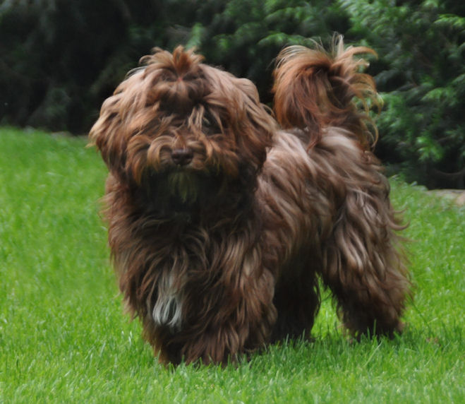 havanese with blue eyes