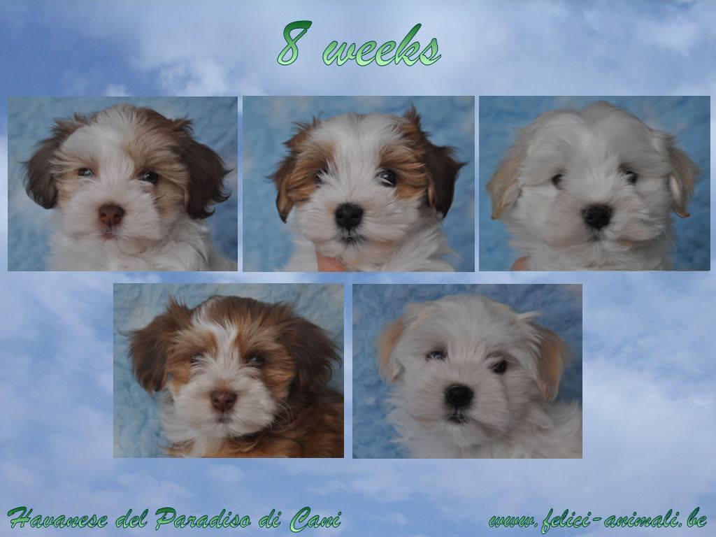 Puppies - Havanese pup puppy Welpe Welpen litter1024 x 768