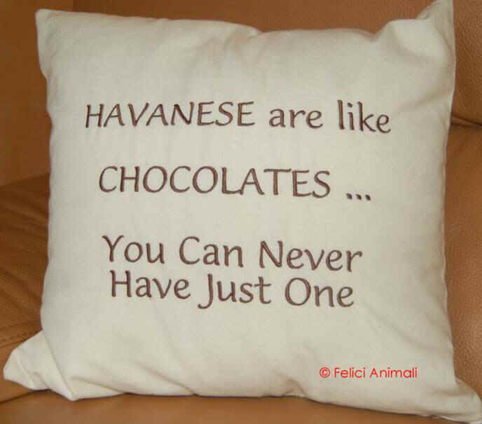 Havanese are like chocolates You can never have just one